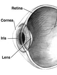 Eye Injury Eye Injury Detached Retina