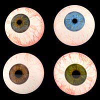 Eye Colour Iris Eumelanin Melanocytes