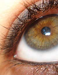 Eye Eyes Eyelid Intraocular