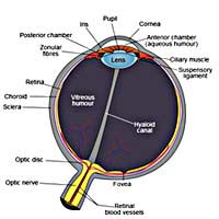 Eye Eyeball Functions Retina Cornea Lens