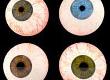 What Makes Our Eyes Different Colours