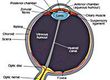 Angiogenesis Inhibitors and the Eye