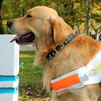 Getting A Guide Dog Guide Dog Guide Dog