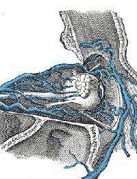 Retinal Vein Occlusion Rvo Retina Macula