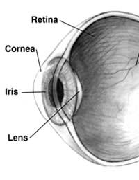 Colour Vision Colour Blind Eye Sight